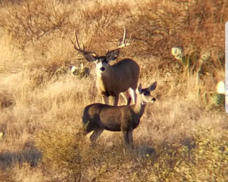 AR18-Big Mule Deer Buck